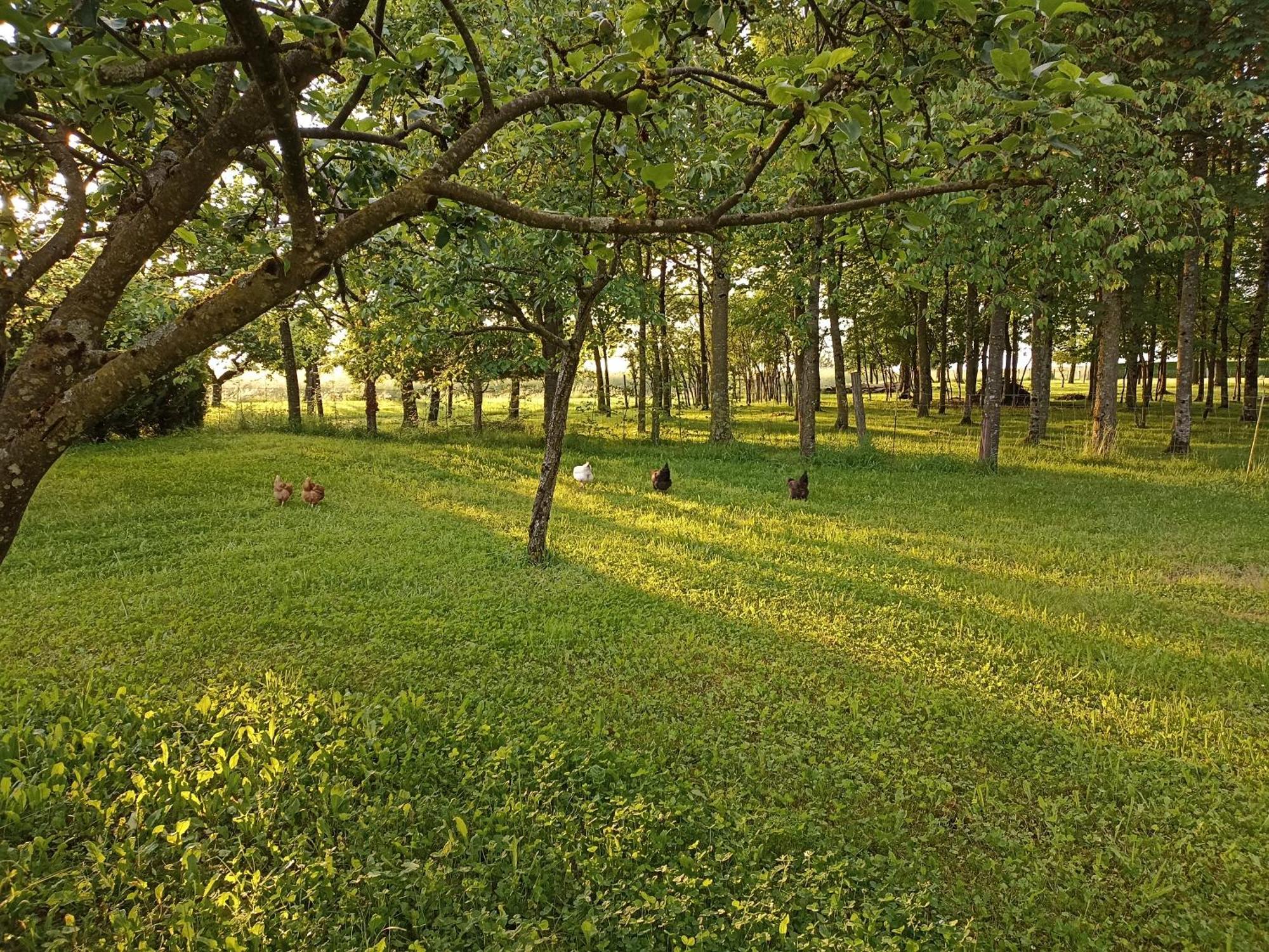 Gite Nature Et Detente Aubreville Ngoại thất bức ảnh